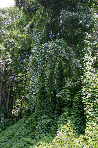 Ubiquitous kudzu covering and smothering a large tree in North Carolina on