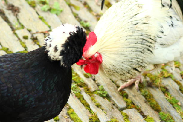 Ornemental hen and rooster Black and white chicken and white and red rooster bailey castle photos stock pictures, royalty-free photos & images