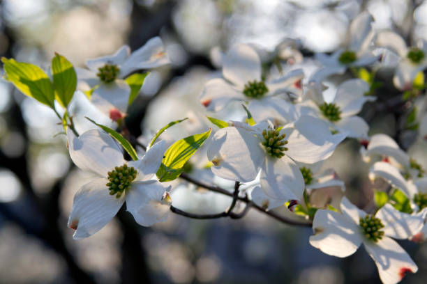 istock White Dogwood Tree Flowers Among the Shadows 1386542535