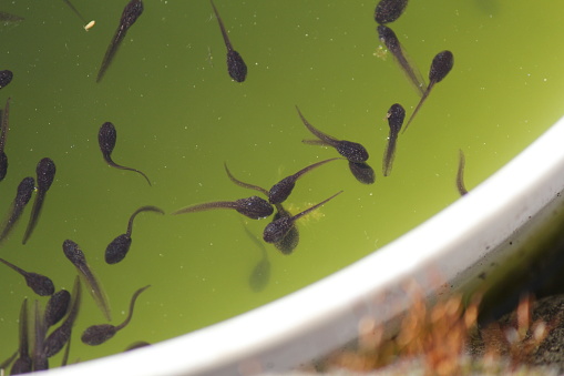 a group of tadpoles is swimming in green water in springtime closeup