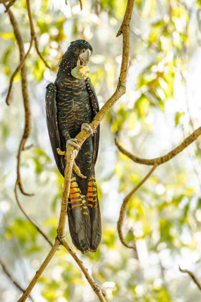 istock Black Cockatoo Australian 1386543776