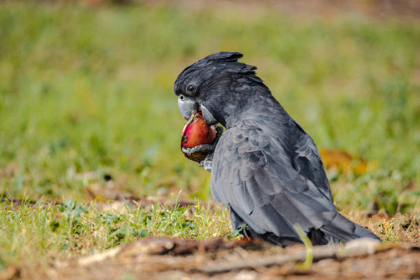 istock Black Cockatoo Australian 1386543844