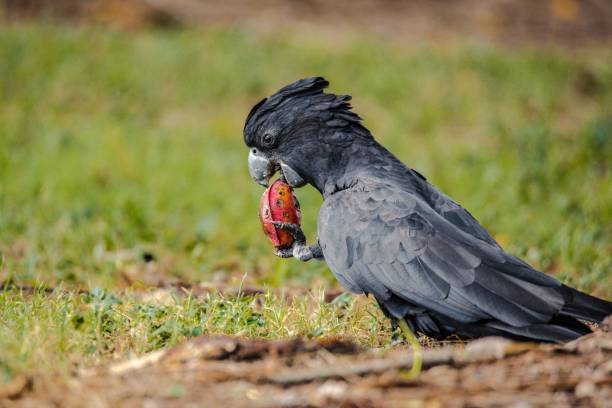 istock Black Cockatoo Australian 1386543852