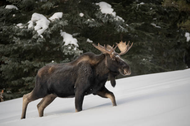 bull moose che scala una collina innevata - canada moose winter snow foto e immagini stock