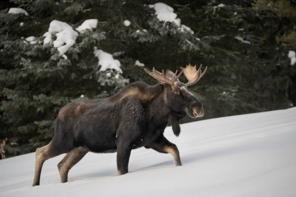 bull moose climbing a snow covered hill - canada moose winter snow imagens e fotografias de stock