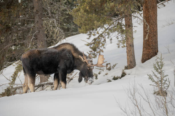 bull moose wspina się na ośnieżone wzgórze - canada moose winter snow zdjęcia i obrazy z banku zdjęć
