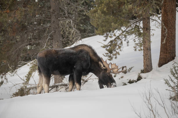 bull moose wspina się na ośnieżone wzgórze - canada moose winter snow zdjęcia i obrazy z banku zdjęć