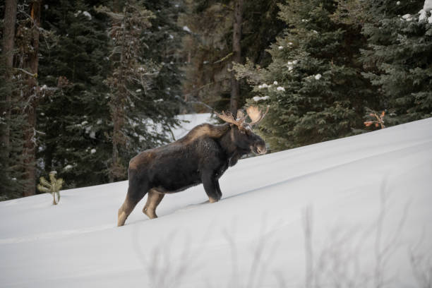 bull moose wspina się na ośnieżone wzgórze - canada moose winter snow zdjęcia i obrazy z banku zdjęć