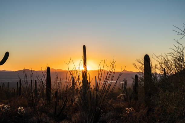 istock Sunburst Through Saguaro Cactus and Ocatillo At Sunset 1386544712