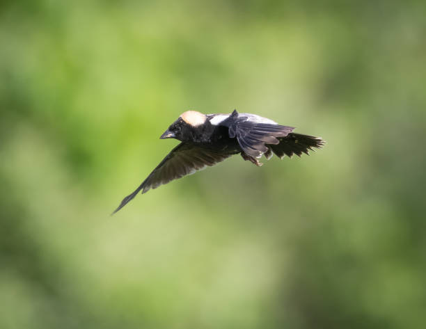 Bobolink. A Bobolink in flight. bobolink stock pictures, royalty-free photos & images