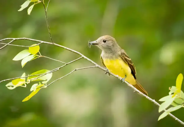 A Great-crested Flycatcher and an insect it caught.