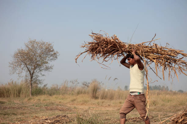 Rural farmer carrying bundle of sorghum crop on the head use as animal fodder.