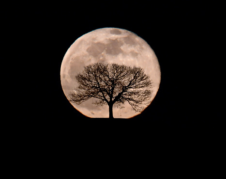 The full moon eclipsed by an ancient Sycamore tree in Somerset, England
