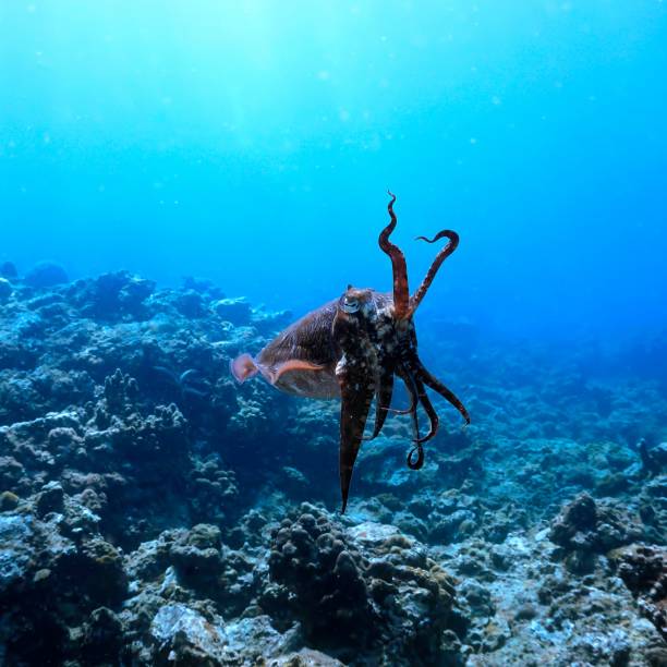 istock Cuttlefish at the coral reef 1386551327