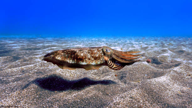 istock Beautiful Cuttlefish hovering on the bottom of the sea 1386558296