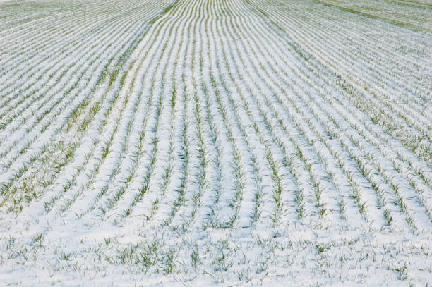 champ de céréales recouvert de neige. - horizon over water white green blue photos et images de collection