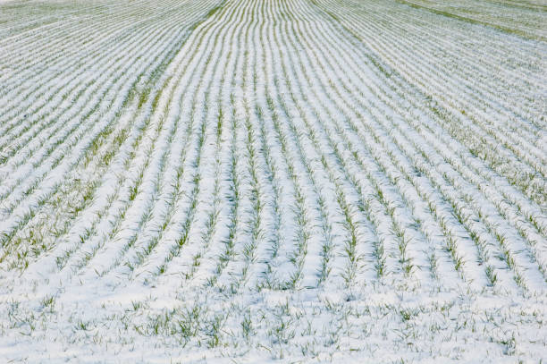 istock Field of grain covered with snow. 1386558297