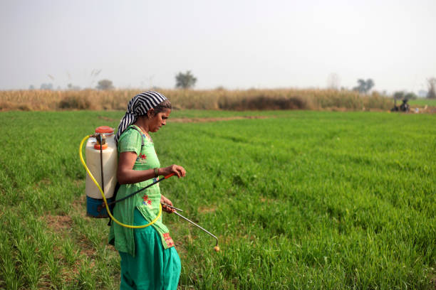 agricoltrice che spruzza pesticidi in campo verde durante la primavera - developing countries farmer rice paddy asia foto e immagini stock