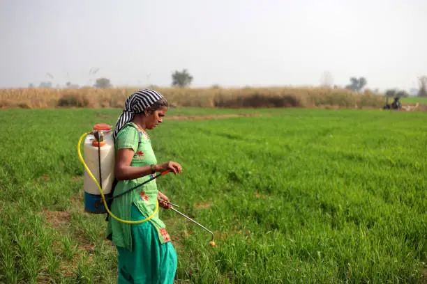 Female farmer of Indian ethnicity spraying pesticide in green field during springtime portrait outdoor in nature.