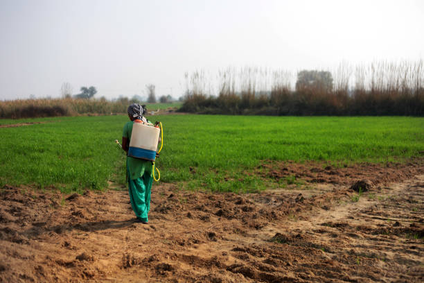 female farmer spraying pesticide in green field during springtime - developing countries farmer rice paddy asia imagens e fotografias de stock