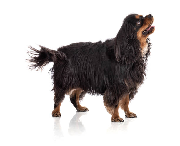 istock Cavalier king charles spaniel dog standing 1386559584