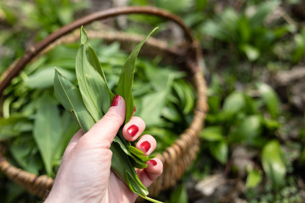 PIcking Fresh young wild garlic in the nearest forest stock photo