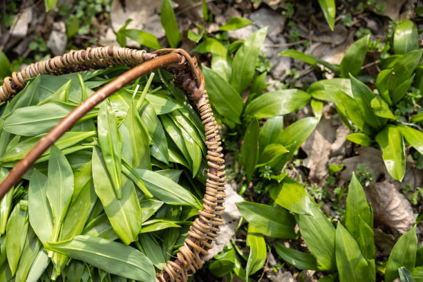 Basket full with frest wild garlic from the forest stock photo