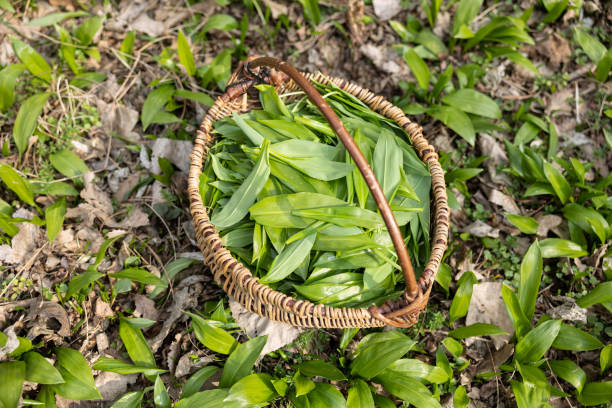 Basket full with frest wild garlic from the forest stock photo