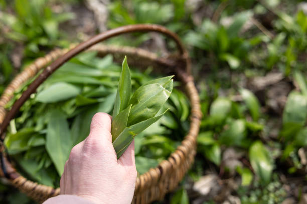 PIcking Frischer junger Bärlauch im nächsten Wald – Foto