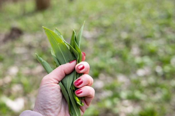 PIcking Fresh young wild garlic in the nearest forest stock photo