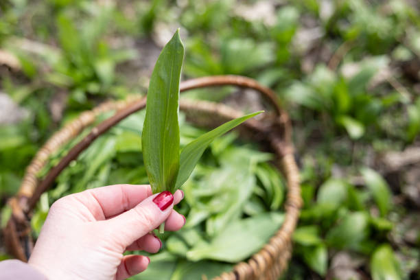 PIcking Fresh young wild garlic in the nearest forest stock photo