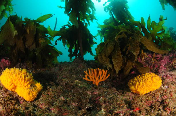 istock Colourful Sponges Under Kelp Canopy 1386573161