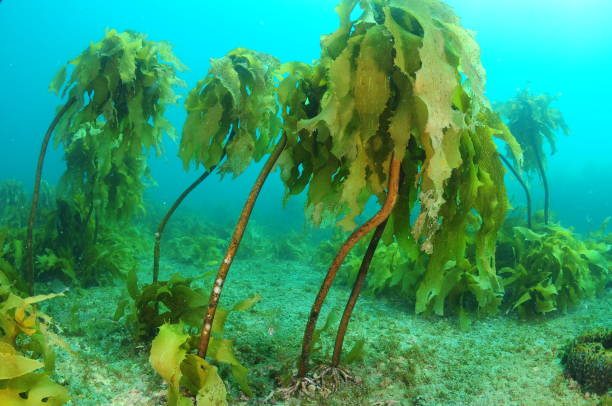 Brown Stalked Kelp In Deeper Water stock photo