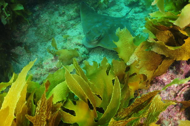 Eagle Ray Behind Kelp Fronds stock photo