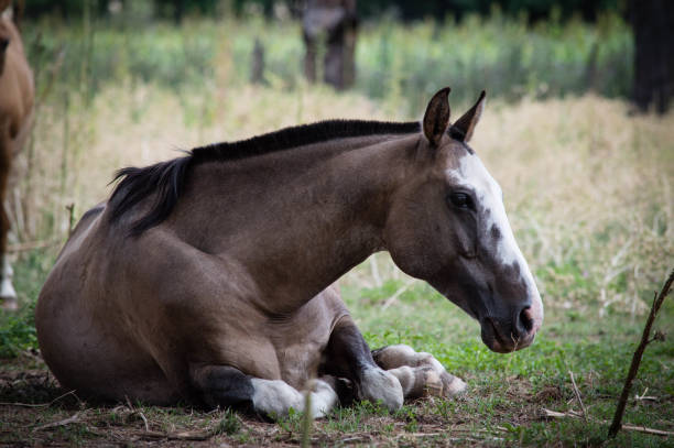 istock horse lying under the shade of a tree 1386576470