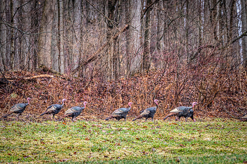 Bird - Wild Turkeys walking along our forest after the snow has gone.