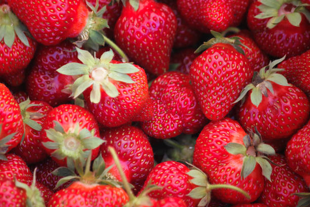 Ripe strawberries.