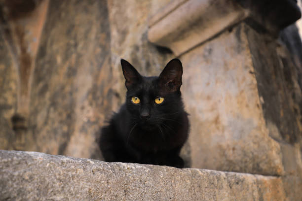 istock Beautiful black cat with yellow eyes 1386576737
