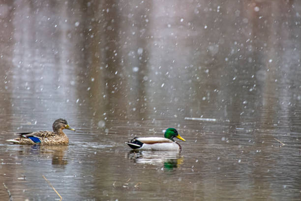 Two Mallard ducks swimming  in a creek during a snow storm.