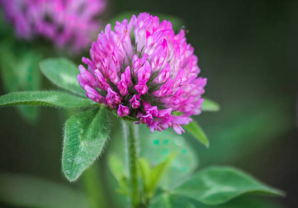 Sweet Clover, grown as a cover crop in agricultural fields, has Lovely Pink Flowers on upright stalks.