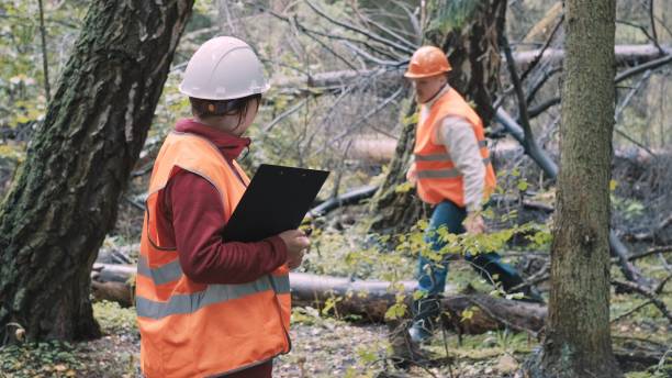 istock Environmentalists a woman and man draw up a penalty protocol for illegal logging 1386577763
