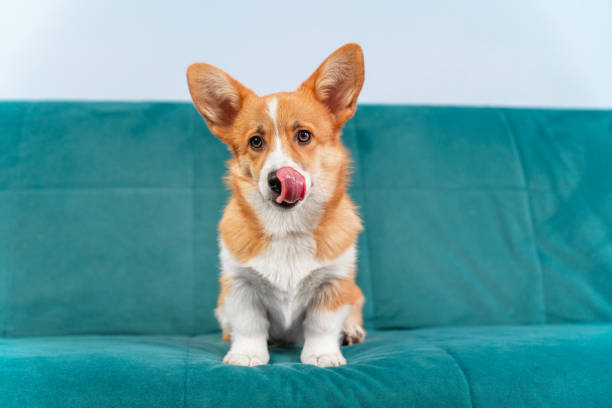 Cute Welsh corgi Pembroke or cardigan puppy is sitting on the couch and licking its lips, front view. Hungry dog hints at feeding or is satisfied after a delicious dinner. Cute Welsh corgi Pembroke or cardigan puppy is sitting on the couch and licking its lips, front view. Hungry dog hints at feeding or is satisfied after a delicious dinner licking nose stock pictures, royalty-free photos & images