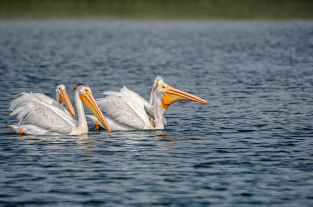 istock Group of American White Pelicans Swimming in Harbor 1386579251
