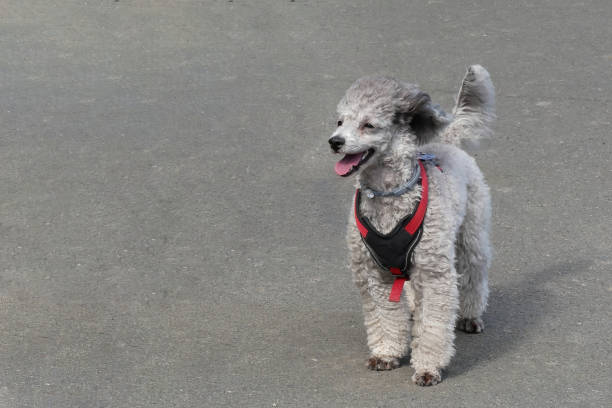 istock Silver poodle dwarf poodle on the street 1386579386