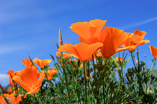 Close-up low angle image of California Poppy wild flower (Eschscholzia californica) in bloom.  The sunlit flowers are silhouette against a cloudless blue sky.\n\nTaken in Santa Cruz, California, USA