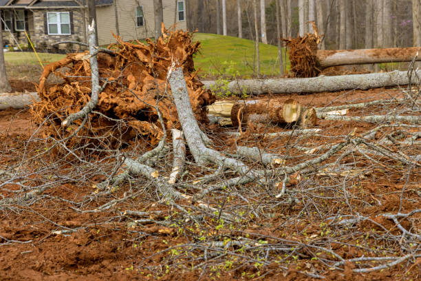 istock Loggers clearing forest with preparation land for new homes 1386582961