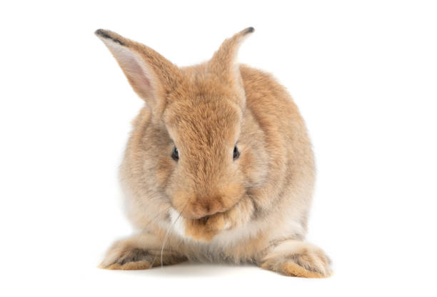 istock Furry and fluffy cute red brown rabbit erect ears are sitting look in the camera and cleaning the fur on the hands, isolated on white background. Concept of rodent pet and easter. 1386591871