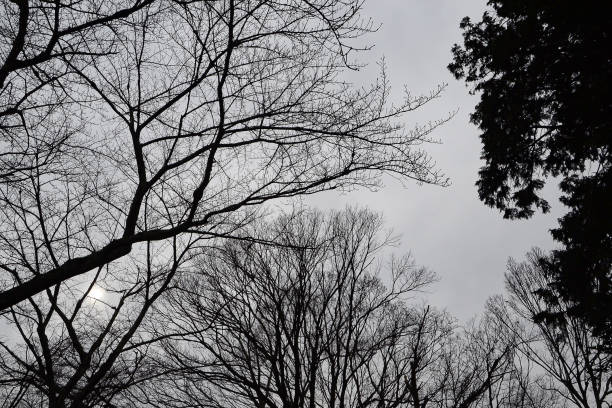 des arbres noirs contre un ciel nuageux. vue des branches le soir. - forest black forest sky night photos et images de collection