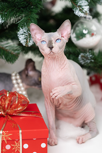 Mysterious Sphynx Hairless Cat sitting near Christmas tree with red polka dot gift box under it. Displeased thoroughbred cat with blue eyes looking up.