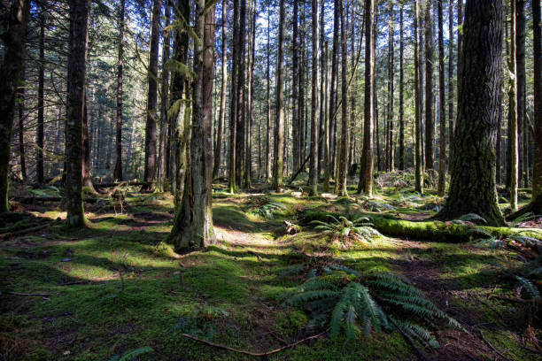 istock Golden Ears Provincial Park, Maple Ridge, BC, Canada 1386605476